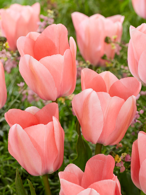 Tulpe Bella Blush aus Holland kaufen
