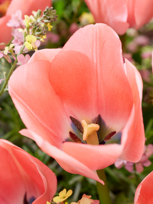 Blumenzwiebeln, Tulpenblumenzwiebeln Tulpe Bella Blush kaufen