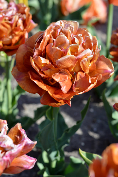 Tulpe Caramel als elegante Schnittblume