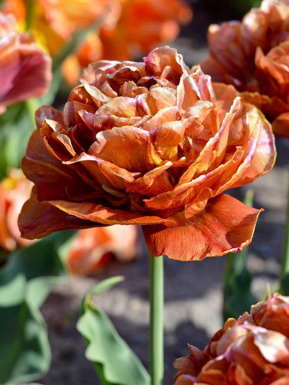 Gefüllte Tulpe Caramel mit karamellfarbenen Blüten