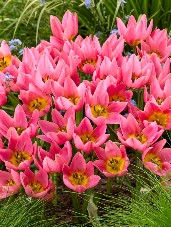 Tulpe ‘Daniella’ rosa Sternblüte
