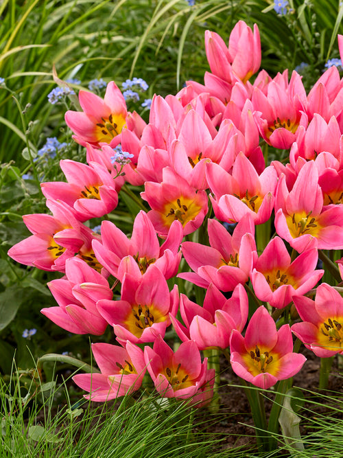 Wildtulpe mit roter Flamme