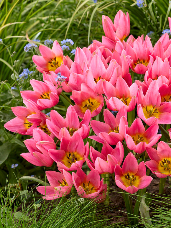 Wildtulpe mit roter Flamme