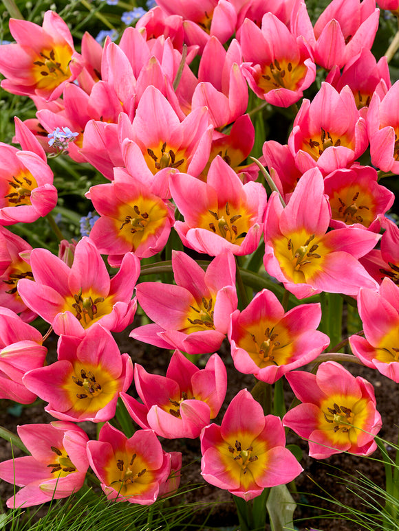 Tulipa clusiana im Garten