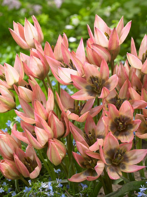 Kompakte Tulpe Danique in Frühlingsbepflanzung