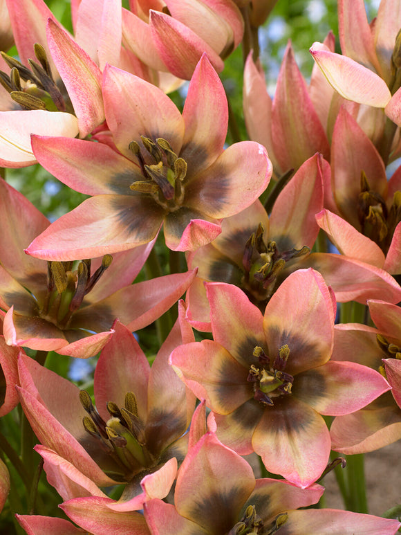 Tulipa Danique mit mehreren Blüten pro Stiel