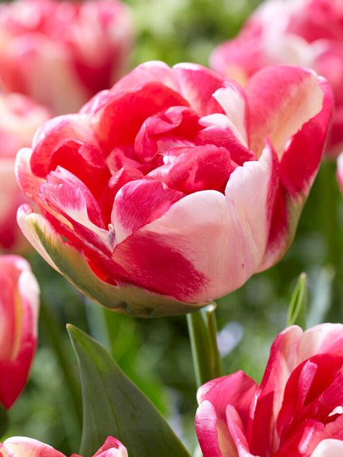 Kaufen Tulpe Double Blizz