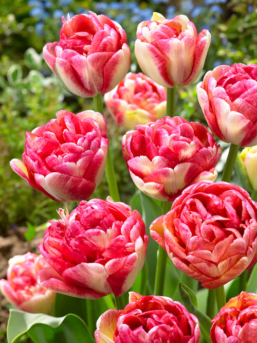 Tulpe Double Blizz