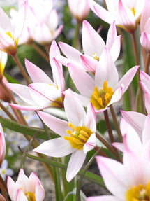 Tulpe (cretica) Hilde