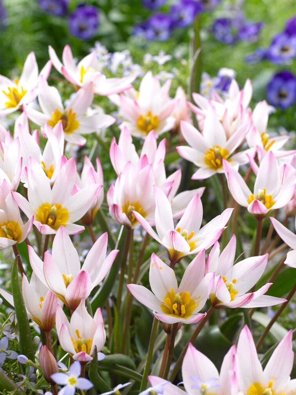 Tulpenzwiebeln (cretica) Hilde