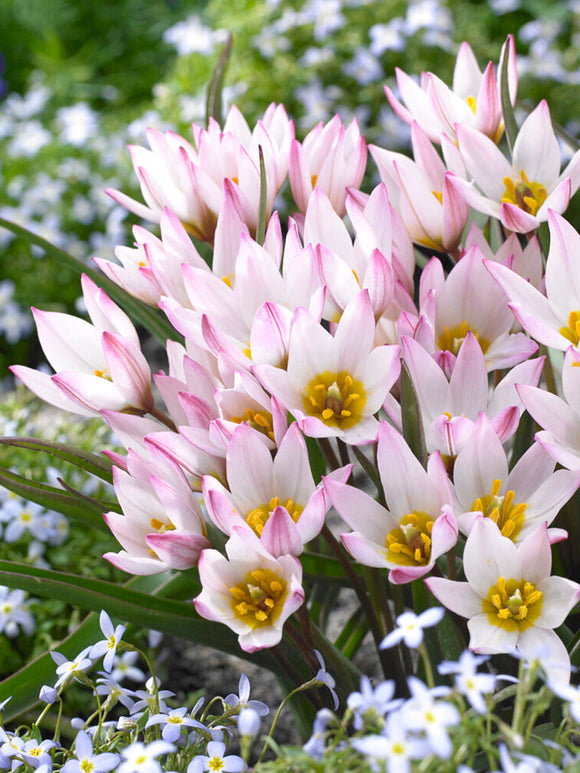 Tulipa cretica 'Hilde'