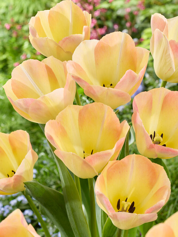 Blumenzwiebeln, Tulpenblumenzwiebeln Tulpe Jade Maiden kaufen