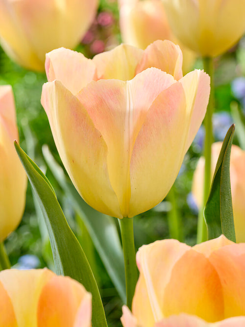 Tulpe Jade Maiden - Tulpenzwiebeln