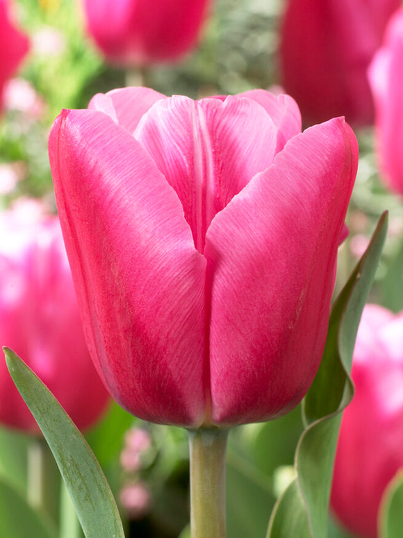 Tulpe Jumbo Pink
