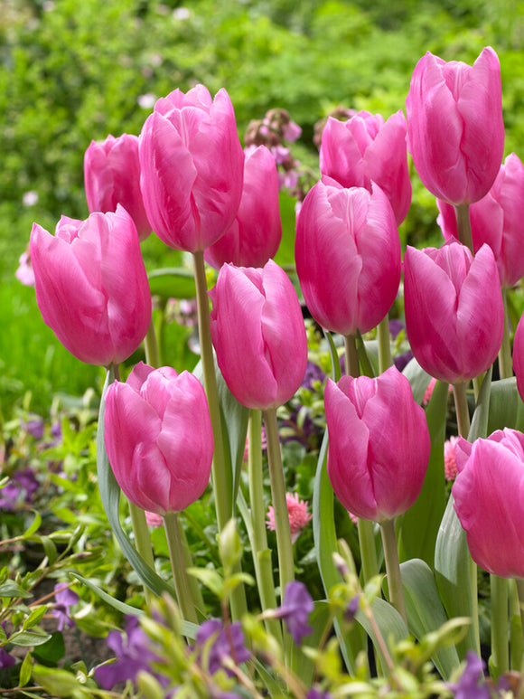 Tulpe Jumbo Pink