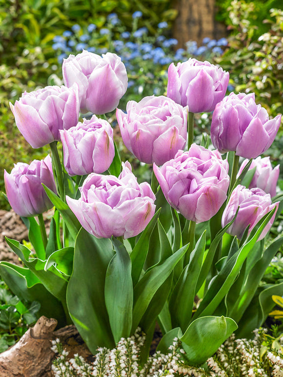 Kaufen Tulpe Katinka