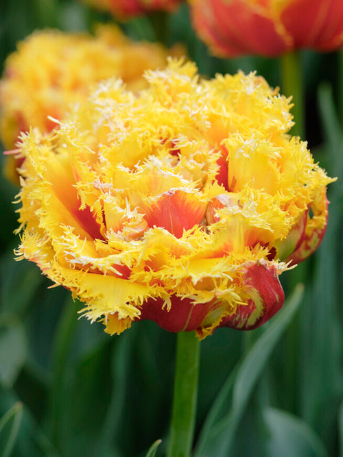 Tulpe Kensington Blumenzwiebeln kaufen