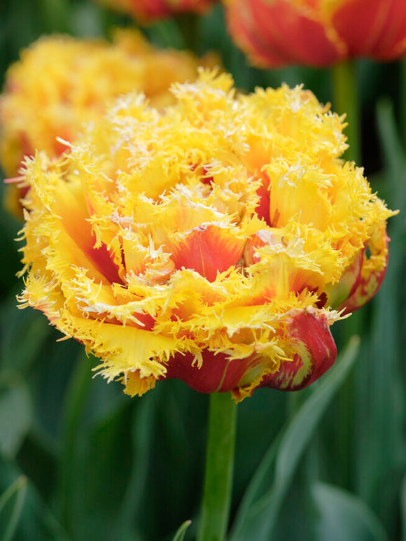 Tulpe Kensington Blumenzwiebeln kaufen