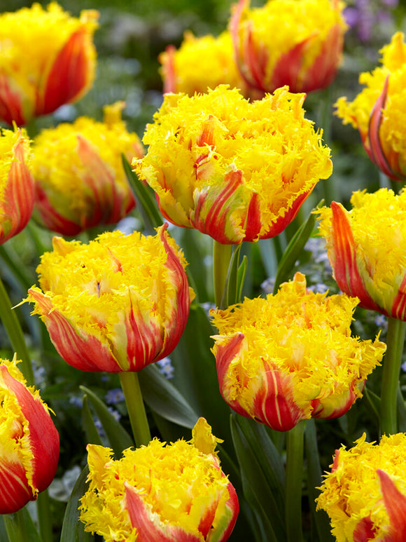 Tulpe Kensington