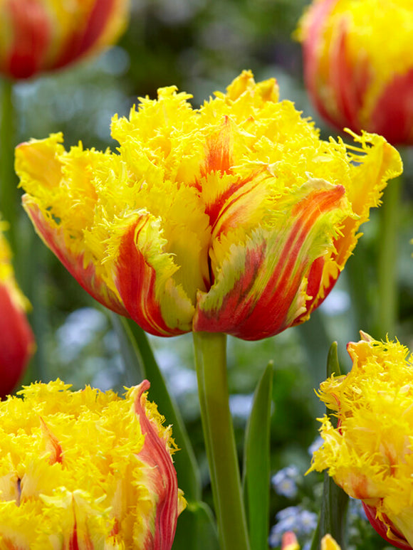 Kaufen Tulpe Kensington