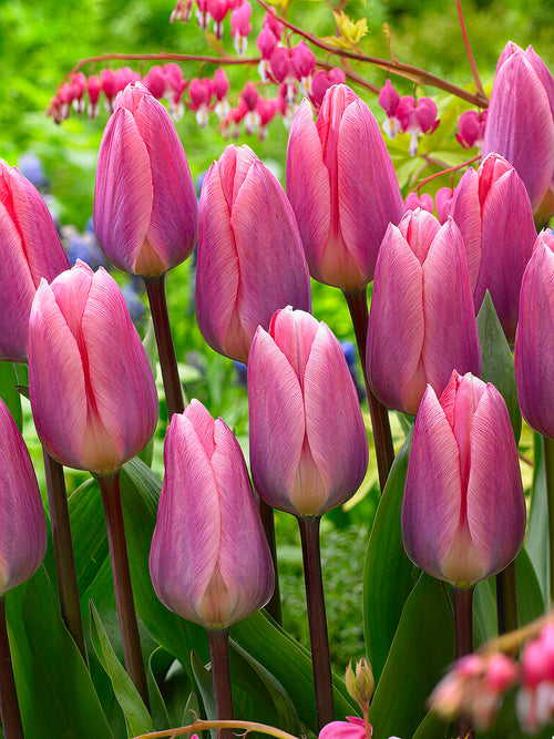 Tulpe Light und Dreamy Tulpenzwiebeln kaufen