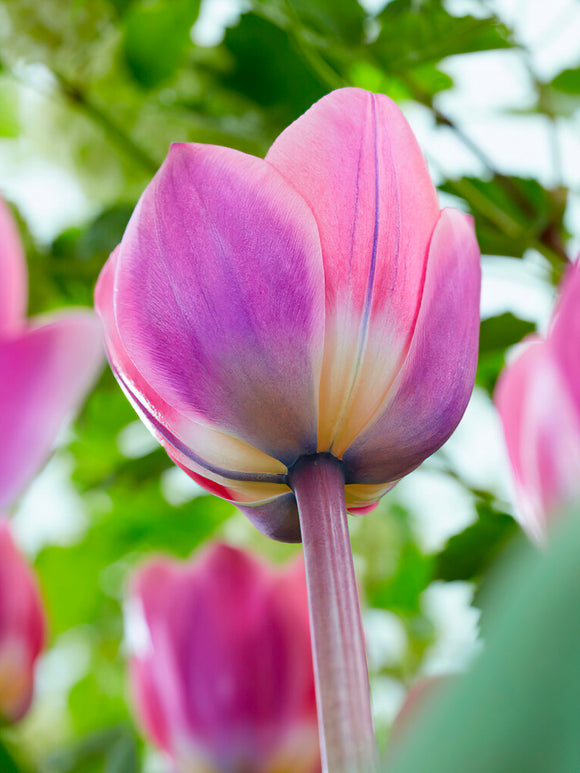 Tulpe Light und Drea