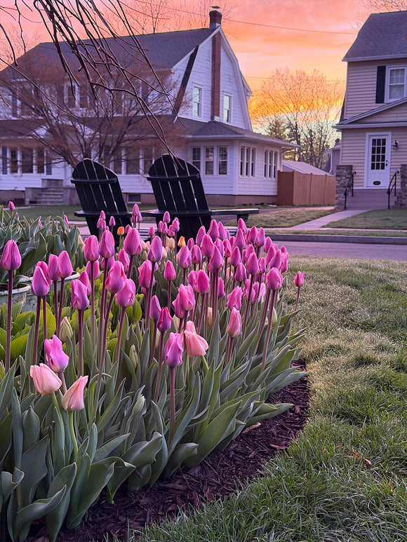 Tulpe Light and Dreamy