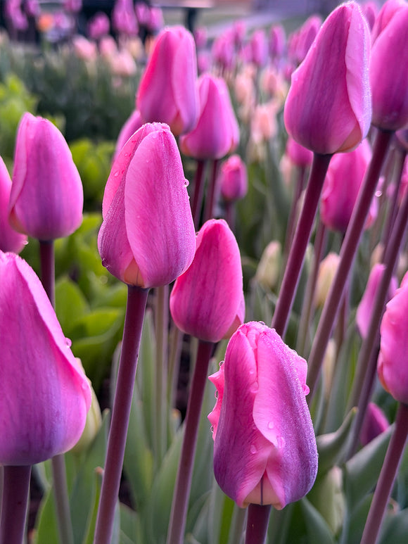 Tulpe Light and Dreamy