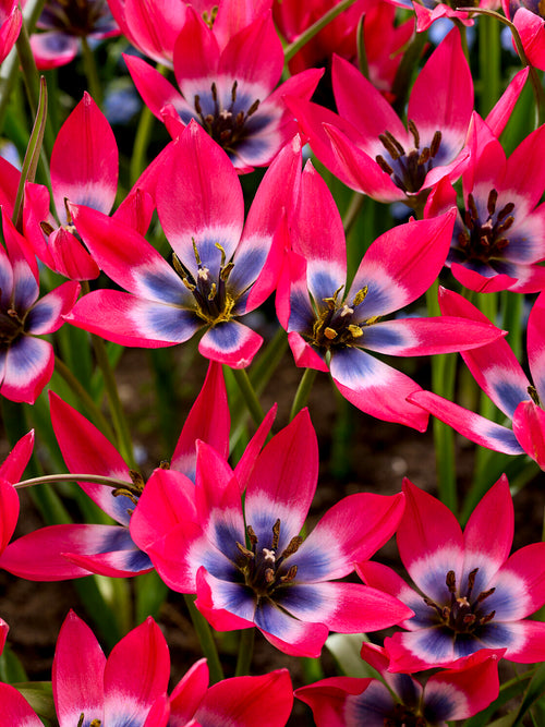 Kleine Tulpe im Steingarten