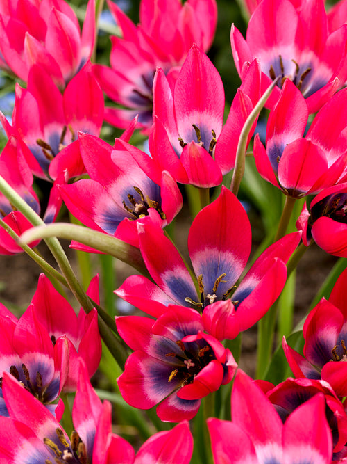 Tulpe ‘Little Beauty’ Sternblüte