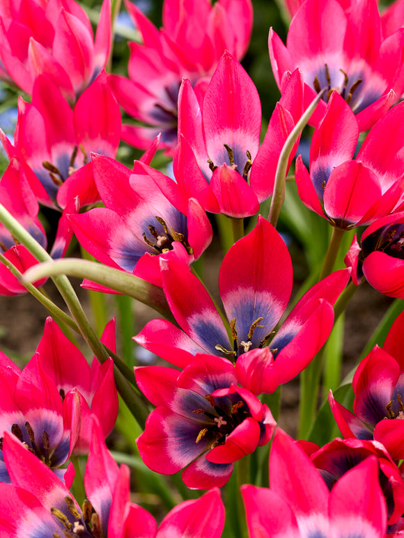 Tulpe ‘Little Beauty’ Sternblüte