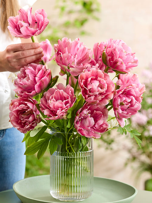 Tulpe Lotus Silk kaufen