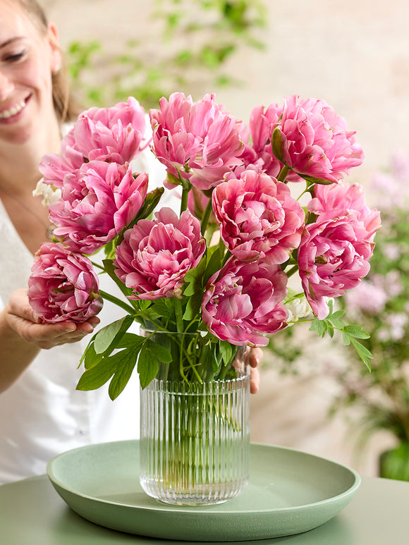 Tulpenzwiebeln Lotus Silk