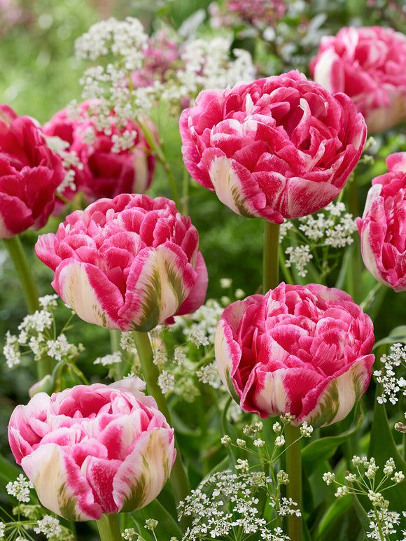 Blühende Tulpe Marshmallow im Frühlingsbeet