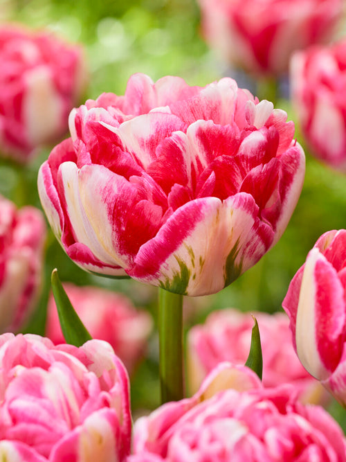 Tulpe Marshmallow als elegante Schnittblume