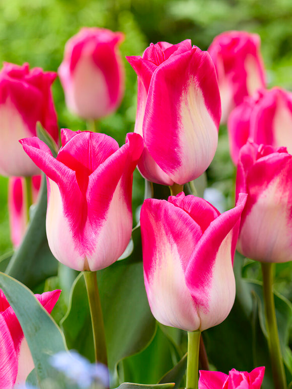 Blumenzwiebeln, Tulpenblumenzwiebeln Tulpe Memphis kaufen