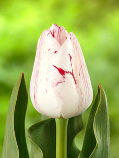 Tulpe One Direction