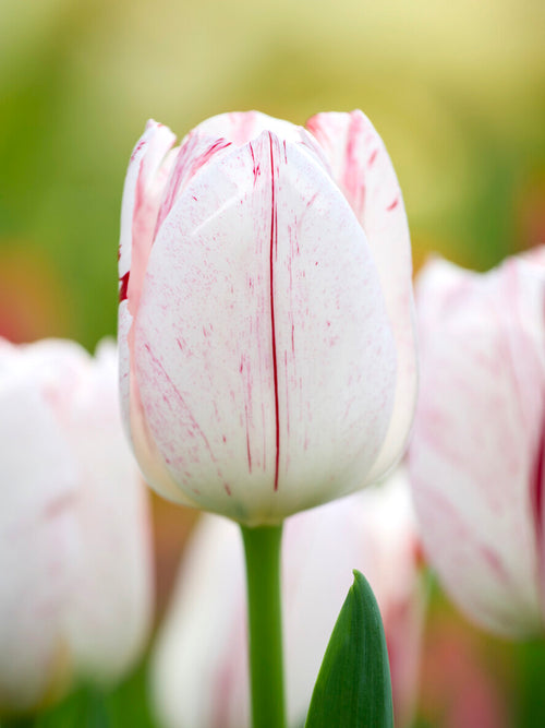 Tulpe One Direction in gemischtem Frühlingsbeet