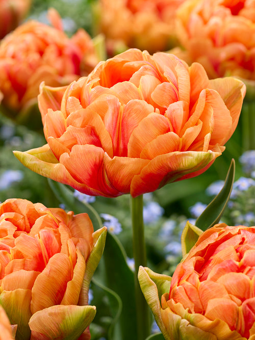 Tulpe Orange Flavour