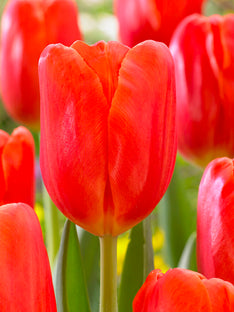 Tulpe Orange Juice