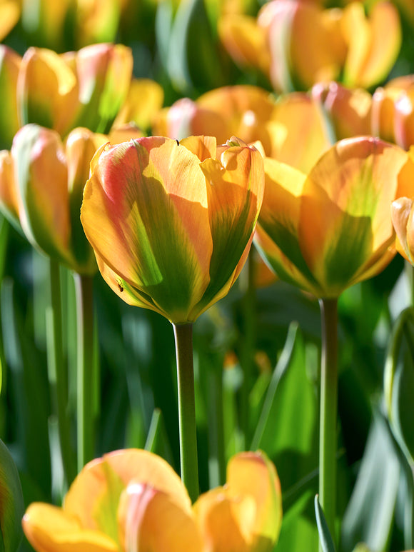 Viridiflora Tulpe Orange Marmelade