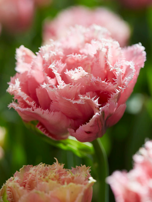 Tulpe Pink Magic gefüllt gefranst