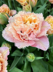 Tulpe Pink Magic