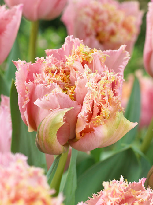 Tulpe Pink Magic gefüllt gefranst