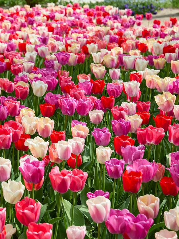 Große Darwin Hybrid Tulpenblüten