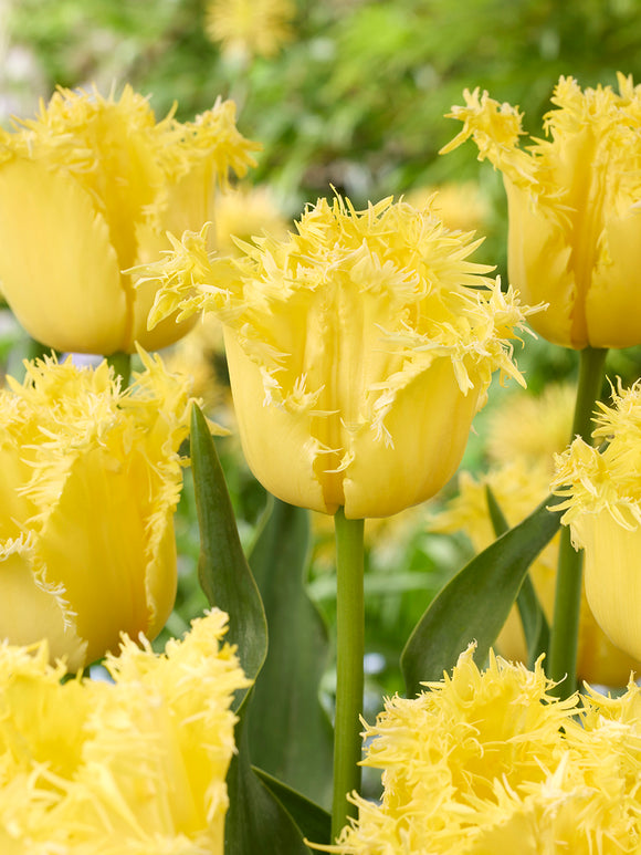 Gelbe Tulpen Blumenzwiebeln Rebellious