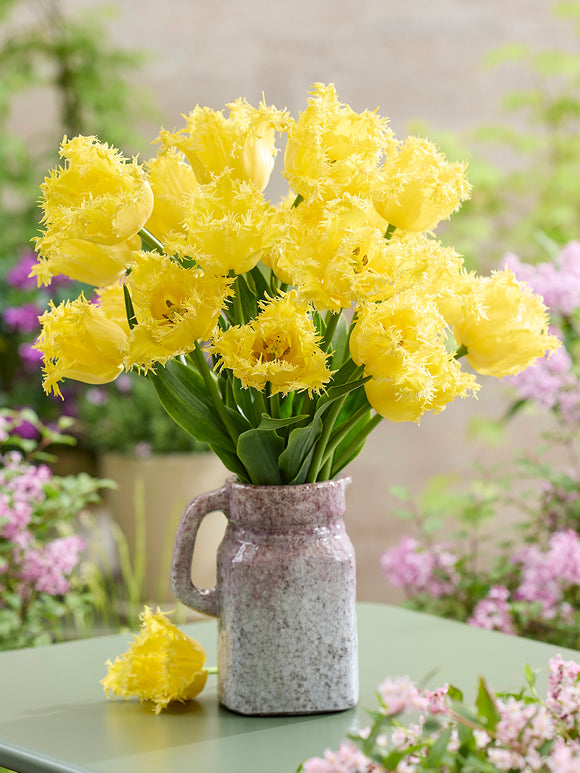 Tulpe Rebellious Bestellen