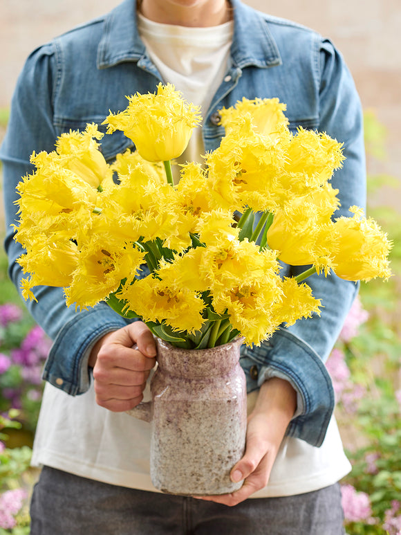 Gelbe Tulpe Rebellious