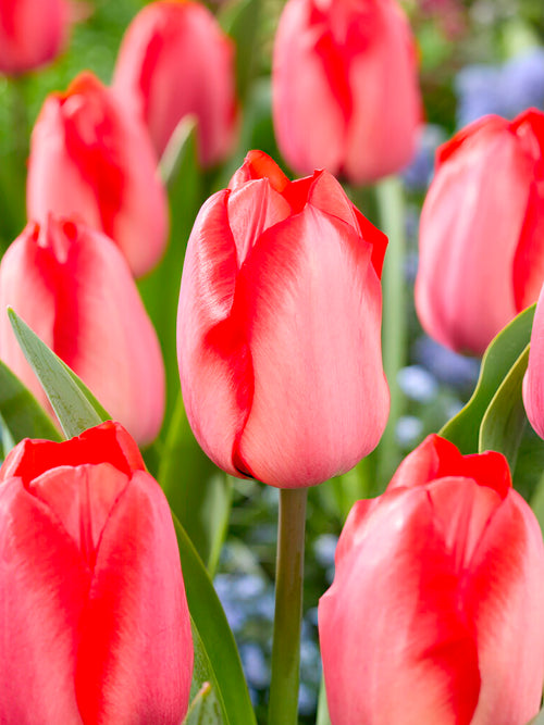 Blumenzwiebeln, Tulpenblumenzwiebeln Tulpe Red Tiger kaufen