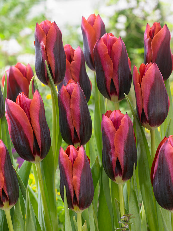 Nahaufnahme von Tulpe ‘Slawa’